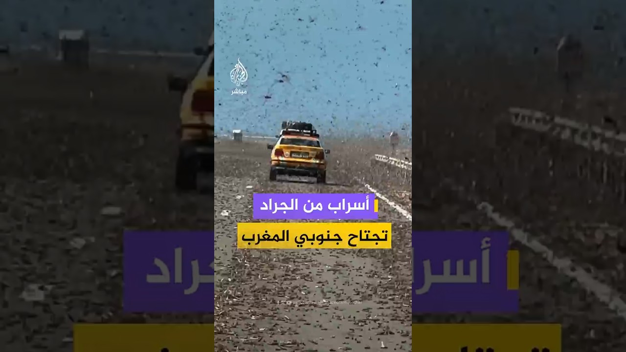 في مشهد وُصف بالنادر في هذه المناطق، أسراب كثيفة من الجراد تغزو مدينتي طرفاية وبوجدور جنوبي المغرب
