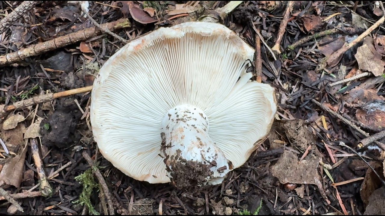 Russula adusta, July 14, 2024