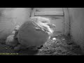 Wharfedale Barn Owls: 1 Box☀️22/05/26