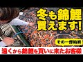 【水槽用】錦鯉の販売 Sale of Nishikigoi for aquarium#Nishikigoi #ปลาคราฟ