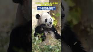 🐼✨ Mianyang Panda Base Is Soft-Opening to the Public Today! screenshot 1