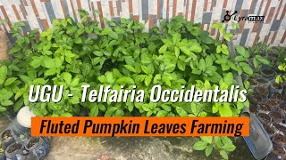 How to Start Ugu Farming -Fluted pumpkin leaves