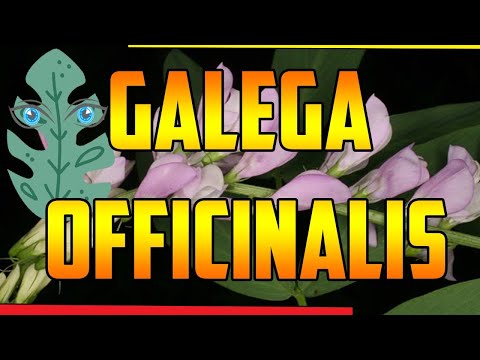 Video: Galega officinalis: descripción, uso, contraindicaciones, recetas