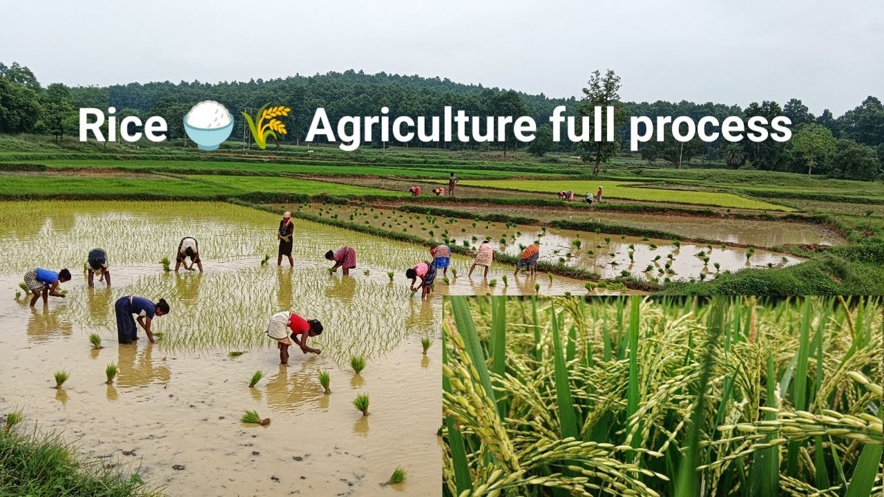 village agriculture, odisha ❤️🌾