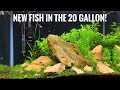 20 GALLON PLANTED AQUARIUM! | Neon Tetra &amp; Threadfin Rainbowfish