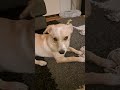 Lucky’nin Suçlu Bakışı 😂 Gözlük Bezimi Kim Aldı? #funnydog