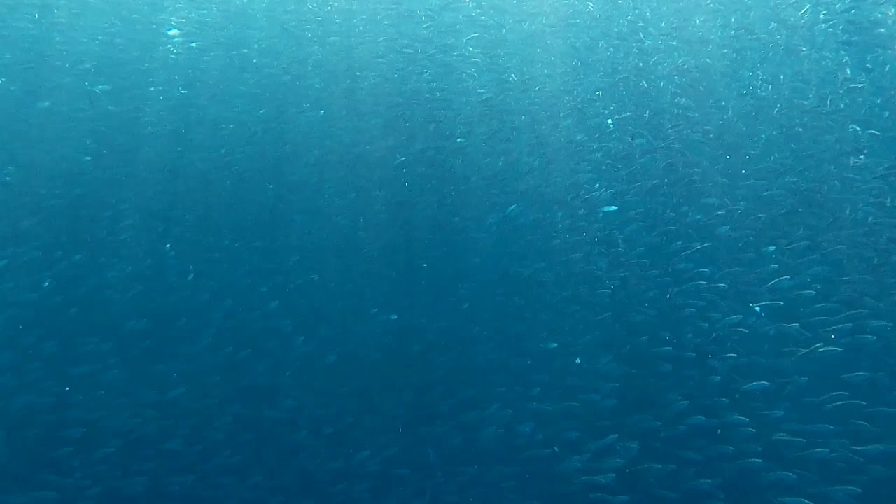 Fundive Chasing Sardines at Alexis Cliff Dive Resort YouTube