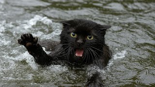 видео: Кот барахтался в ледяной воде и шёл ко дну... Девушка вытянула его на берег — и отшатнулась в шоке картинка: Кот барахтался в ледяной воде и шёл ко дну... Девушка вытянула его на берег — и отшатнулась в шоке