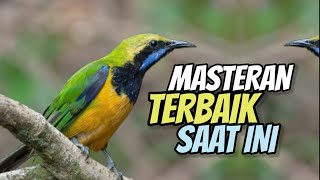 CUCAK CUNGKOK ISTIMEWA FULL TEMBAKAN MEWAH