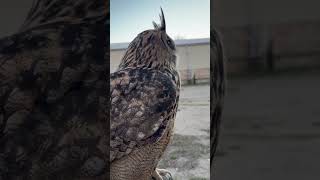 V.U.E.L.O. - Aves rapaces