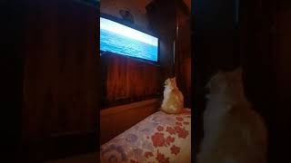Наш кот ,,РУСЯ,,любит смотреть телевизор,а особенно передачи о животных.