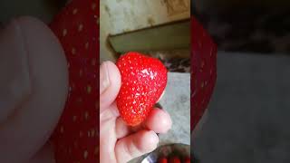 strawberry#recomand#verytasty#sezonfruit!!!