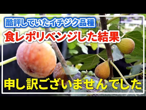 いちじくページ ブルンズウィック イチジク＝Castle Kennedyの特徴・味・耐寒性