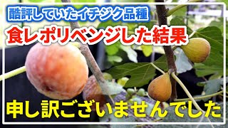 Fig Food Review] The results of my revenge attempt at reviewing