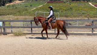Tennessee Walking Horse - Freedom - Lesson -Gaited Horse Training