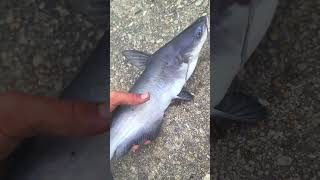 5th fishhy #fishing #fishing #helpmemakethismakesense #bassfishing #100subscribers #bass #another