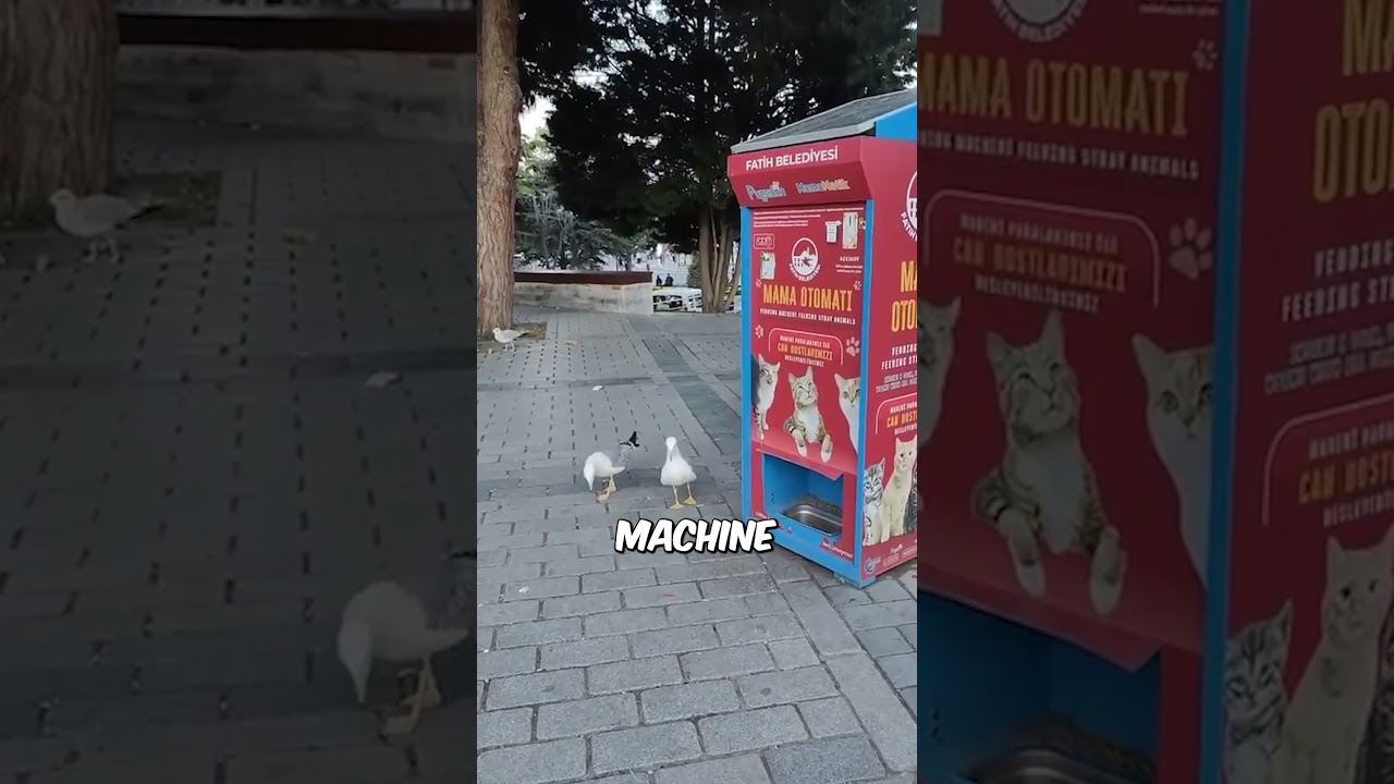 Meowing Seagull Trick 