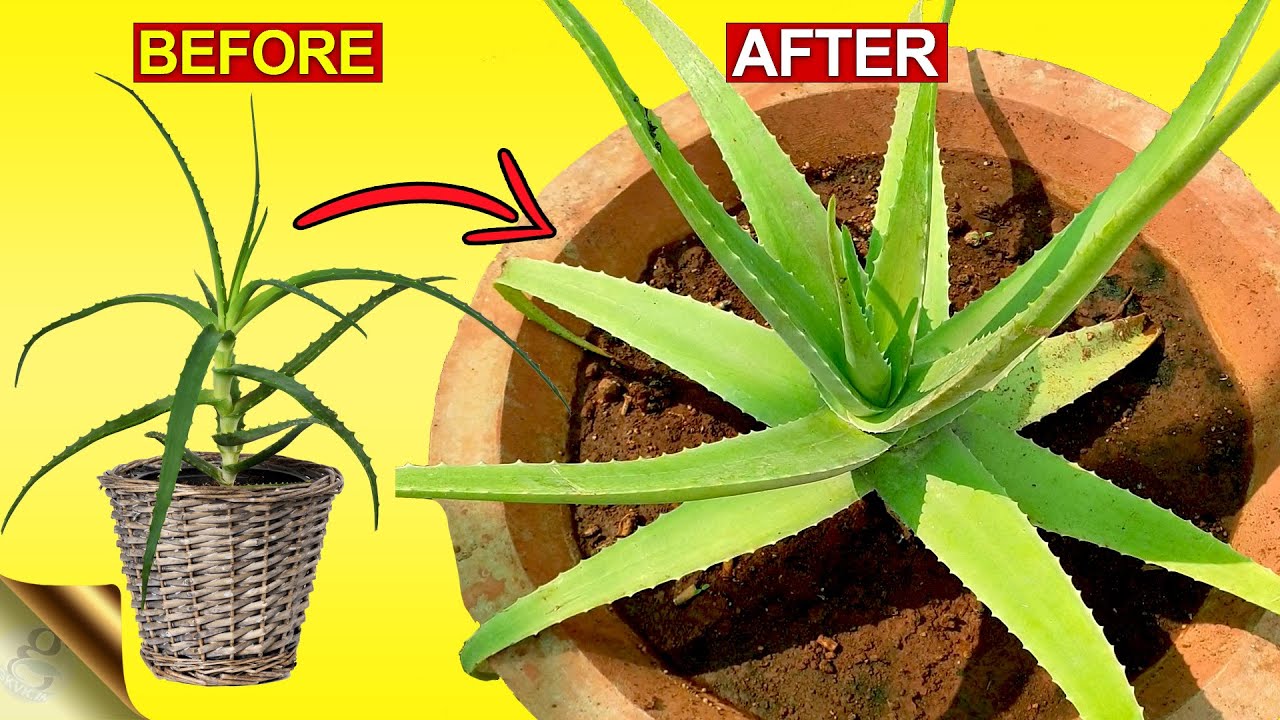 3 SECRETS TO GROW THICK & FLESHY ALOE VERA LEAVES | Aloe Vera Plant Hacks