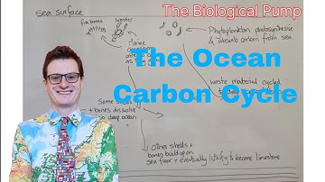 A Level Geography Revision. The Ocean Carbon Cycle. The Physical, Biological and Carbonate Pump.
