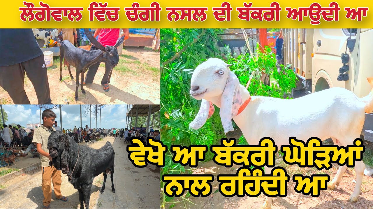 ਲੌਗੋਵਾਲ ਵਿੱਚ ਚੰਗੀ ਨਸਲ ਦੀ ਬੱਕਰੀ ਆਉਦੀ ਆ | Longowal Bakra Mandi #goatfarming