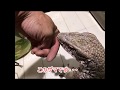 サバンナモニターに噛まれるとどうなるか