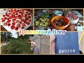 День со мной/ Рвём Малину/ Диплом на Руках Празднуем