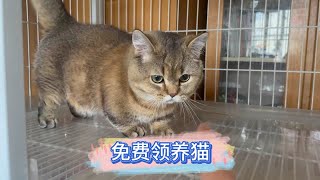 为了博流量，猫咪免费领养无套路