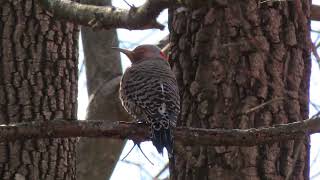 Northern Flicker resting