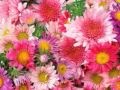 Burhan Majid Xoshtrin Kateبورهان مەجید خۆشترین کاتێ Burhan Majid Xoshtrin Kateبورهان مەجید خۆشترین کاتێ