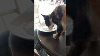 We invited the cute ? kitty to the coffee shop to drink milk??