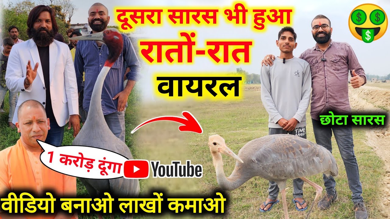 छोटा 🦩सारस भी रातों-रात हुआ Viral YOUTUBE वीडियो बनाकर लाखों कमाओ 💥 | Amir Saras ka dost
