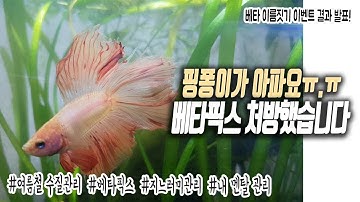 #18.(설참)핑퐁이가 아파요ㅠ.ㅠ 베타픽스 처방했습니다!! 베타 물고기 치료 열대어 치료 무환수 무여과기 수질관리 어렵네요ㅠㅠ | 물생활 vlog