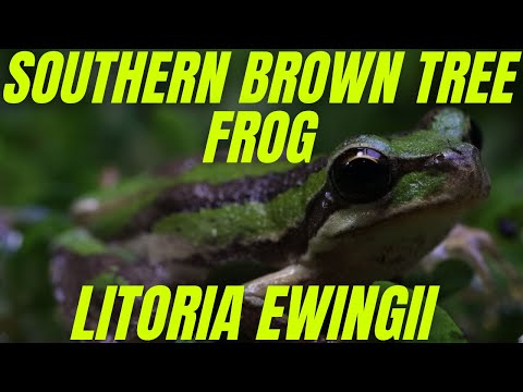 [4K] Southern Brown Tree Frog - Litoria Ewingii - Southwest Victoria Australia.