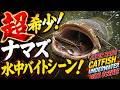 【デイナマ】超希少!水中バイトシーン!