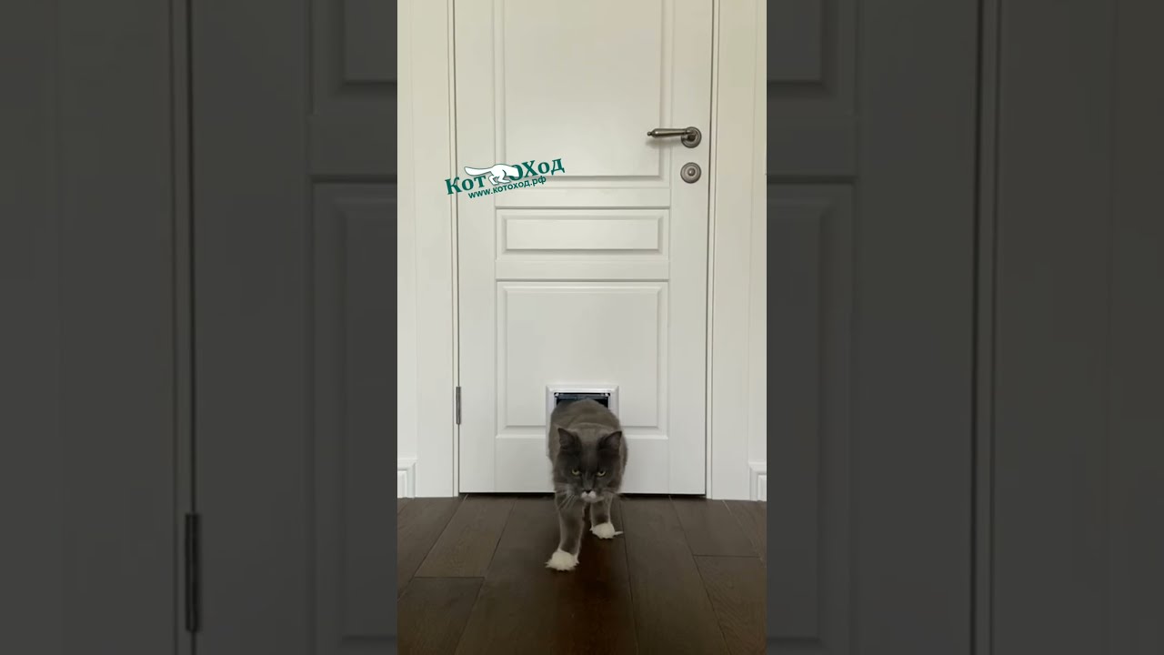 Котоход Для Двери Купить В Спб