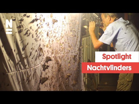 Video: Mottenvlinders: kenmerken van het bestaan van elke soort
