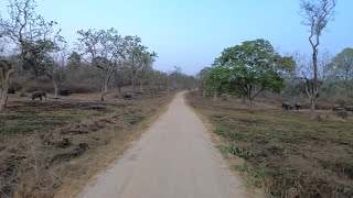 Bandipur Magic: Evening Safari Encounters with Elephants!