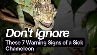 7 Signs of a Sick Chameleon