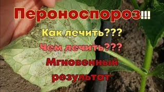 ПЕРОНОСПОРОЗ!!!Как лечить ??? Чем лечить???Выход есть.