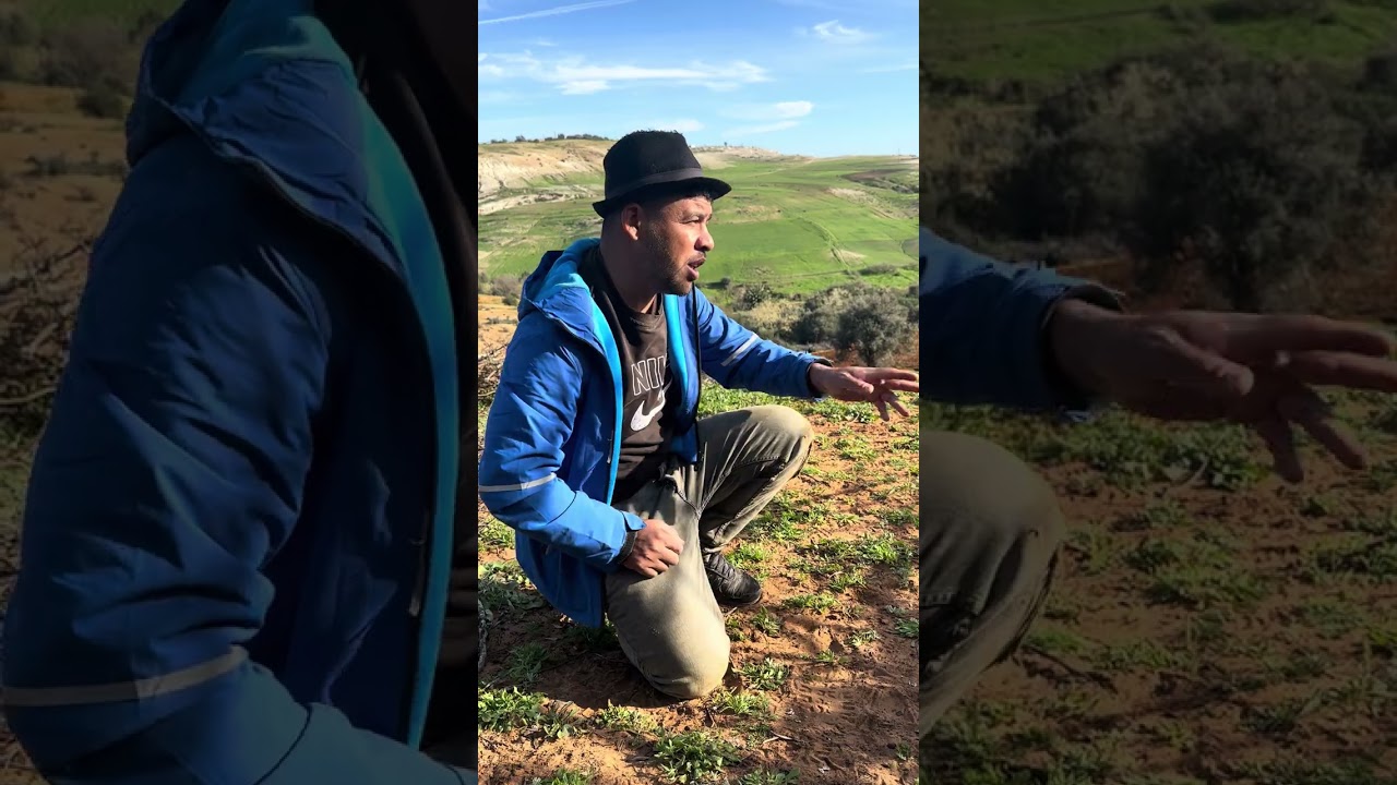 نعنوع قالو الهلال مابانت