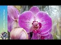 Орхидеи в #ОБИВОЛГОГРАД // Обзор полочек магазина ОБИ//