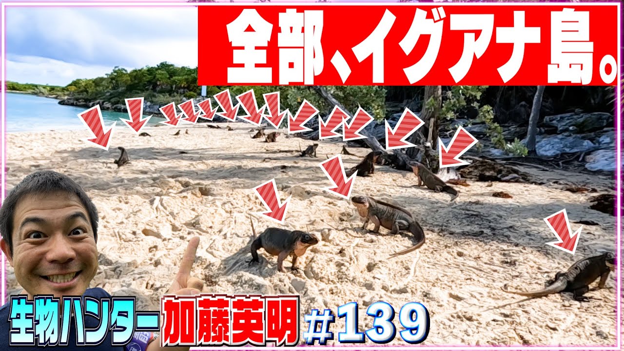 全部、イグアナ。】世界セレブ注目・絶景カリブ海の超希少イグアナ③ 