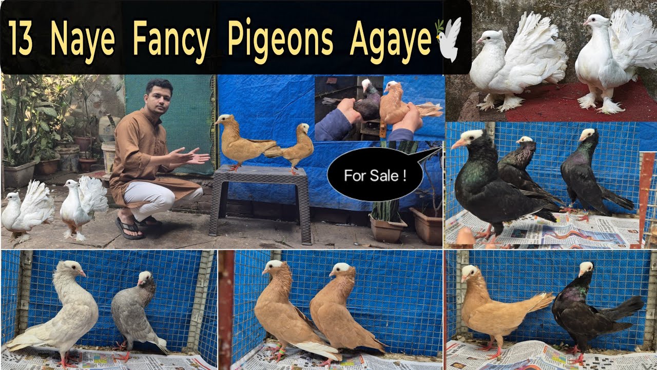 13 New Fancy Pigeons Ka Shoq!😍🕊