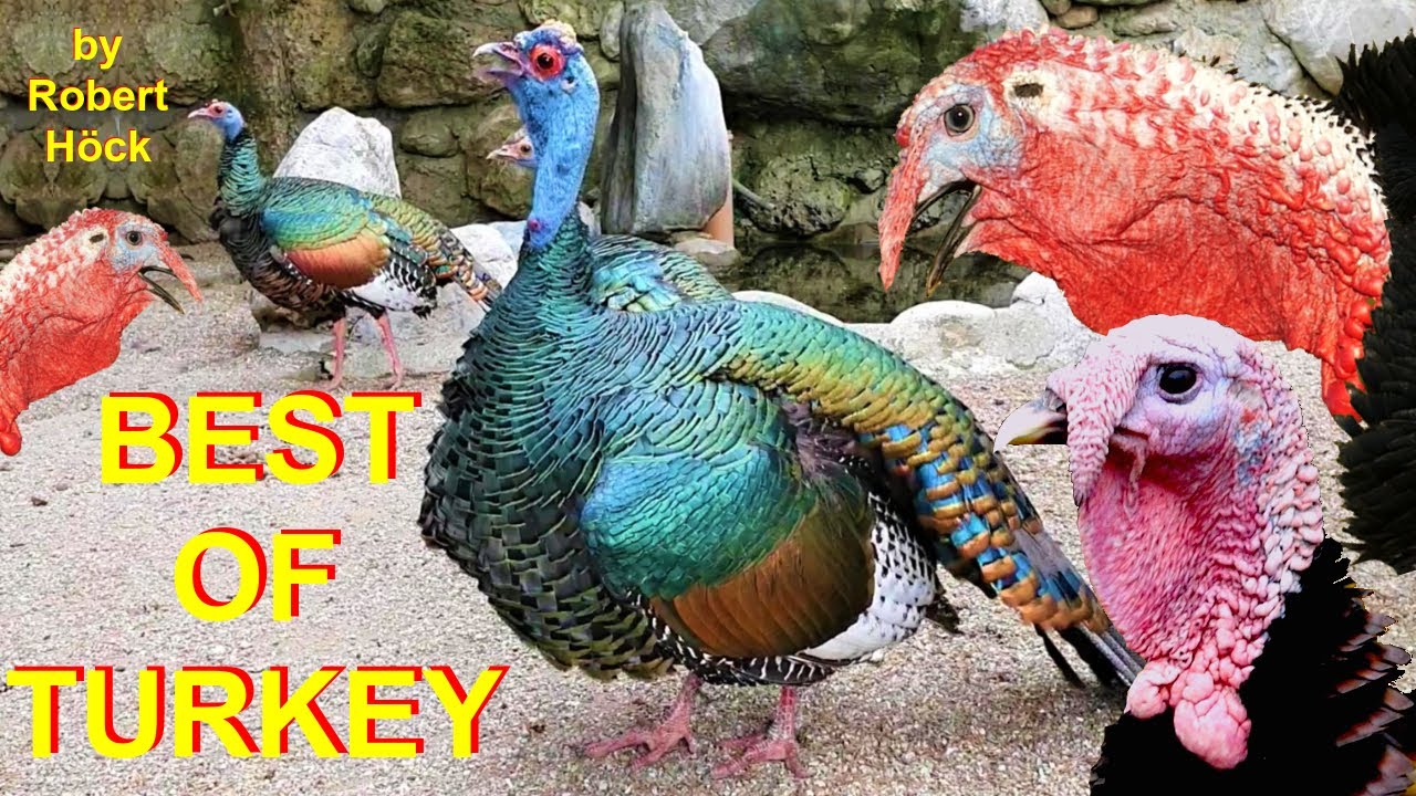 So klingen Puten / Truthühner BEST OF TURKEY - Rufe, Laute von Bronze Cröllwitzer und Pfauentruthuhn