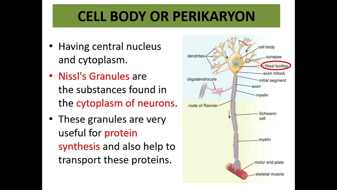 Nervous System - l by Dr. Qurat