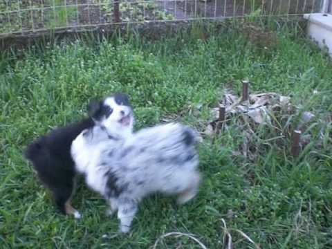 australian shepherd e bovaro del bernese pastore australiano cucciolo pandora e blanco australianshepherd australian shepherd e bovaro del bernese pastore australiano cucciolo pandora e blanco australianshepherd