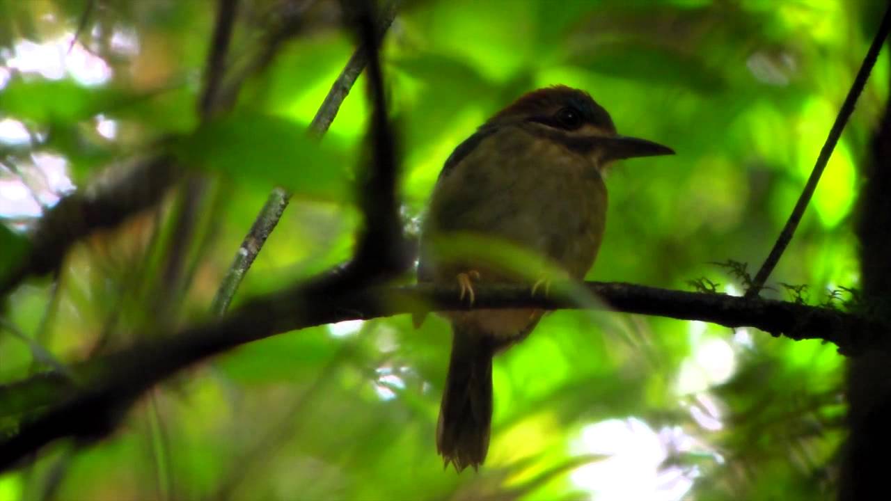 Tody Motmot - Hylomanes momotula 