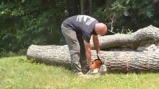 Tree Work July 6, 2015