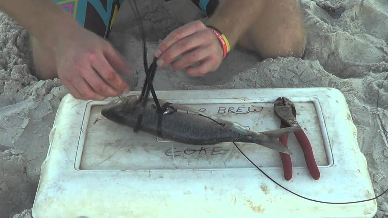 How To Rig a Shark Bait 