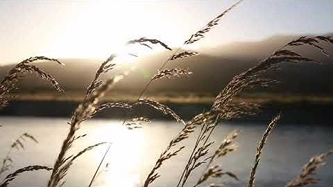 1 HOUR MEDITATION - CALM RIVER | HUMMINGBIRD 365 #Calm
